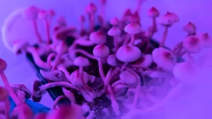 Psilocybin mushrooms growing under purple light, symbolizing psychedelic-assisted therapy and healing.